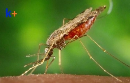 # CA LÂM SÀNG: Sốt xuất huyết Dengue.